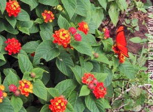 Mariposa 