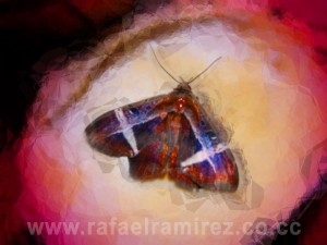 Mariposa. Fotografía Rafael Ramírez (2008)