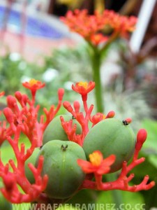 Flor y fruto. Fotografía Rafael Ramírez (2007)