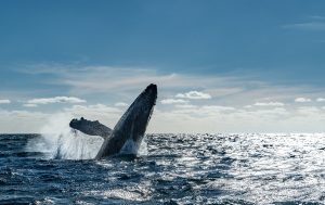 Día Mundial de los Océanos. Blog de Rafael Ramírez.