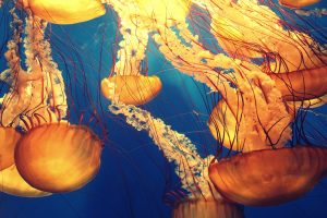 Día Mundial de los Océanos. Blog de Rafael Ramírez.