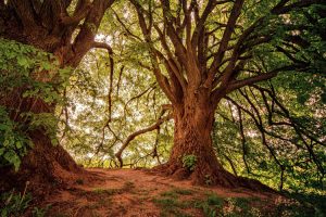 28 de junio Día Mundial del Árbol. Blog de Rafael Ramírez.