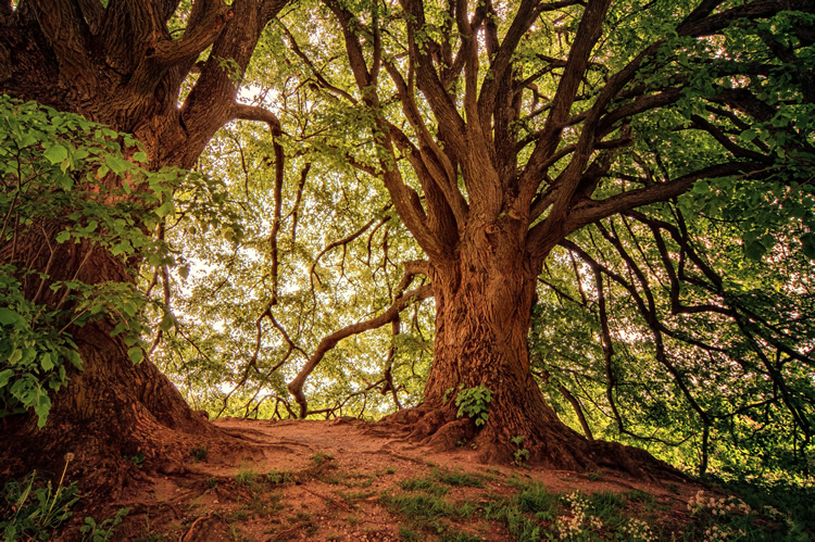 28 de junio Día Mundial del Árbol. Blog de Rafael Ramírez.