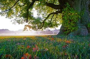 28 de junio Día Mundial del Árbol. Blog de Rafael Ramírez.