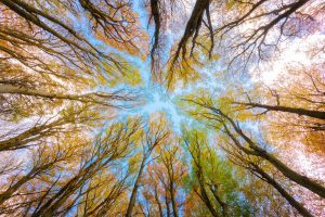 28 de junio Día Mundial del Árbol. Blog de Rafael Ramírez.