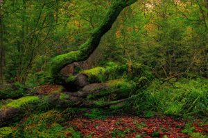 28 de junio Día Mundial del Árbol. Blog de Rafael Ramírez.