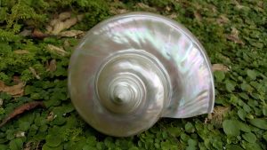Iridiscencia en molusco. Blog de Rafael Ramírez.