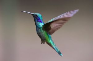 Iridiscencia, palabra bonita, en aves: Colibrí. Blog de Rafael Ramírez.