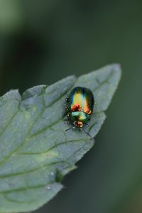 Iridiscencia, palabra bonita, en insecto. Blog de Rafael Ramírez.