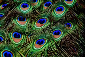 Iridiscencia en plumas de Pavo Real. Blog de Rafael Ramírez.