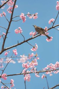 Equinoccio de primavera 20 de marzo. Blog de Rafael Ramírez.