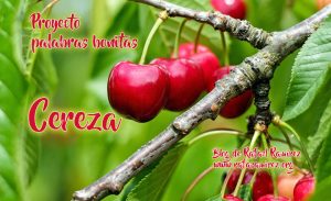 "Cereza" palabra bonita. Blog de Rafael Ramírez.