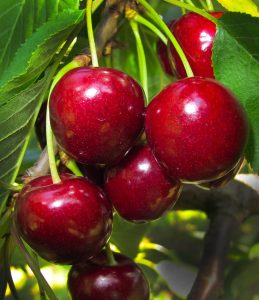 "Cereza" palabra bonita. Blog de Rafael Ramírez.