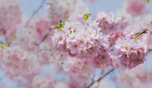Árbol del cerezo en flor. "Cereza" palabra bonita. Blog de Rafael Ramírez.