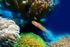 Día Mundial de los Océanos 2025, 8 de junio. Blog de Rafael Ramírez.