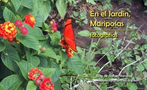 En el Jardín, Mariposas. Fotografías. Blog de Rafael Ramírez.