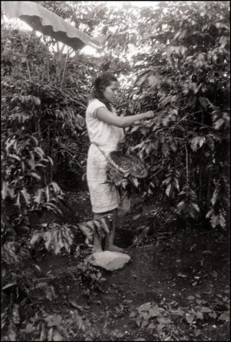 Recolectora de café. 