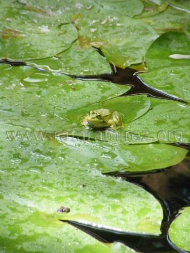 Jardin de la Concepcion fotografía de Rafael Ramírez