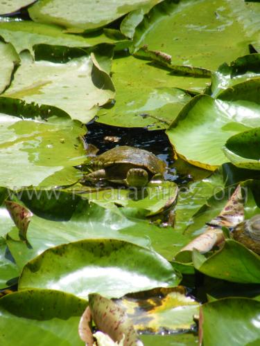 Jardin de la Concepcion fotografía de Rafael Ramírez