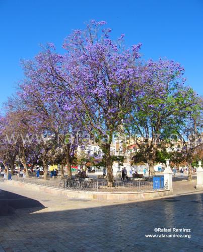 Plaza de La Merced en Málaga. Blog de Rafael Ramírez.