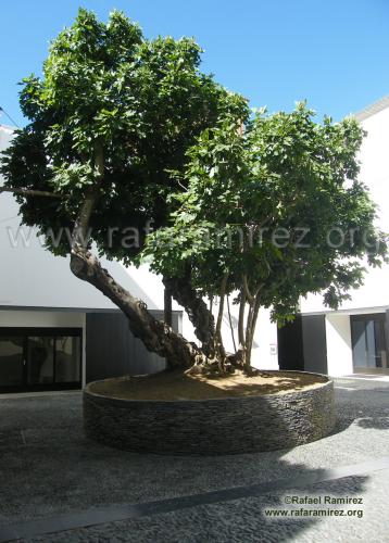 Higuera centenaria junto a salón de actos del Museo Picasso Málaga. Blog de Rafael Ramírez.