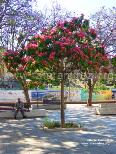 Plaza de La Merced en Málaga. Blog de Rafael Ramírez.