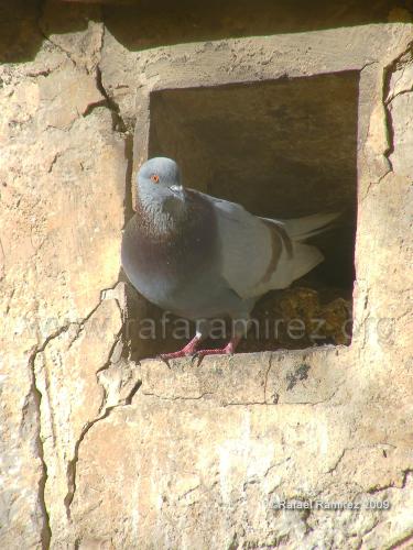 Palomas (2009). Fotografía de Rafael Ramírez.