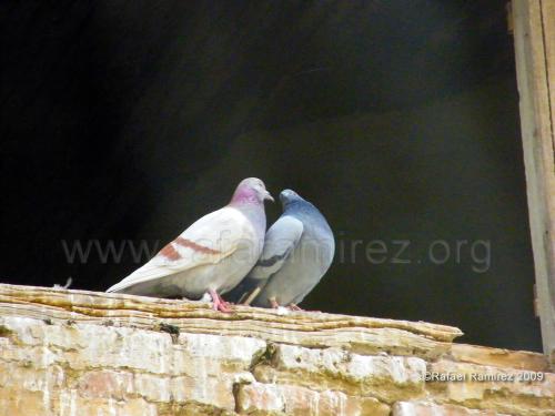 Palomas (2009). Fotografía de Rafael Ramírez.