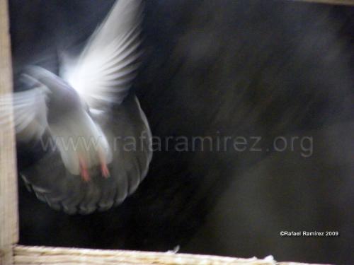Palomas (2009). Fotografía de Rafael Ramírez.