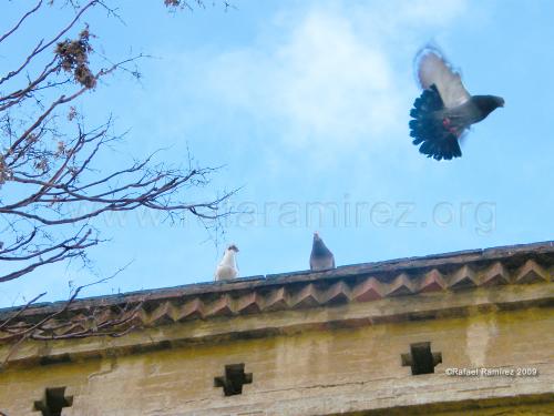 Palomas (2009). Fotografía de Rafael Ramírez.