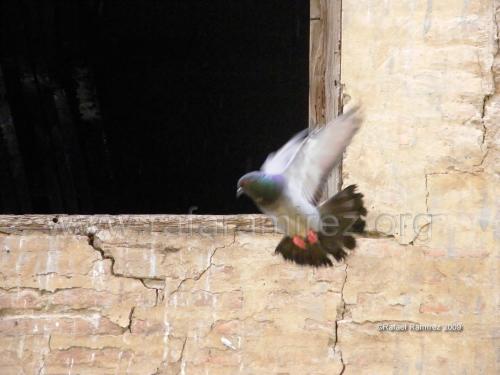 Palomas (2009). Fotografía de Rafael Ramírez.