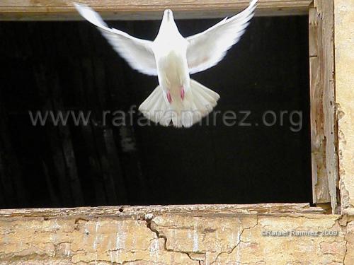 Palomas (2009). Fotografía de Rafael Ramírez.