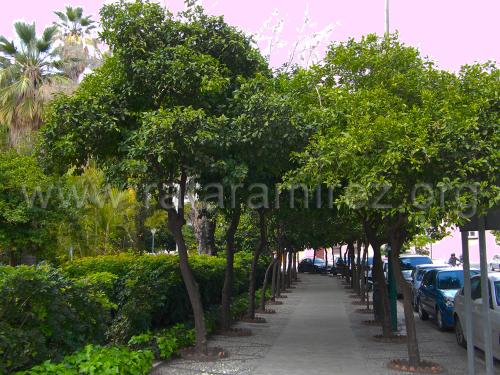 Parque de Málaga. Fotografía de Rafael Ramírez.