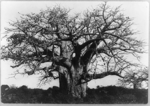 Árbol baobab, África.