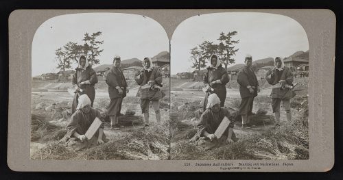 La agricultura japonesa. La trilla del trigo sarraceno. Japón. 