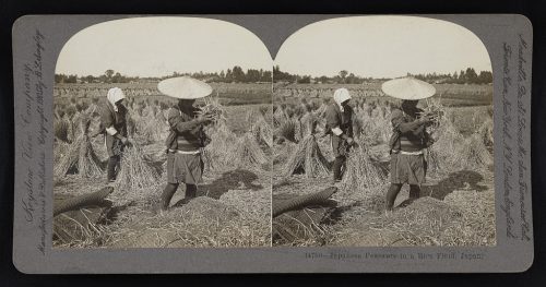 Campesinos japoneses en un arrozal, Japón. 