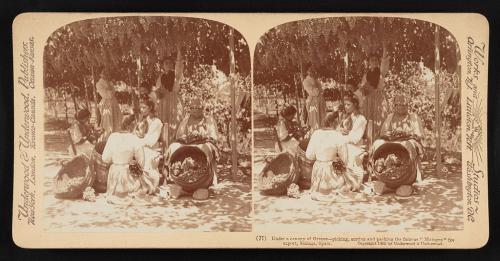 Bajo un dosel de uvas: recolección, clasificación y embalaje de las famosas Málagas para exportación, Málaga, España (1902).